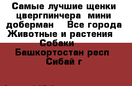 Самые лучшие щенки цвергпинчера (мини доберман) - Все города Животные и растения » Собаки   . Башкортостан респ.,Сибай г.